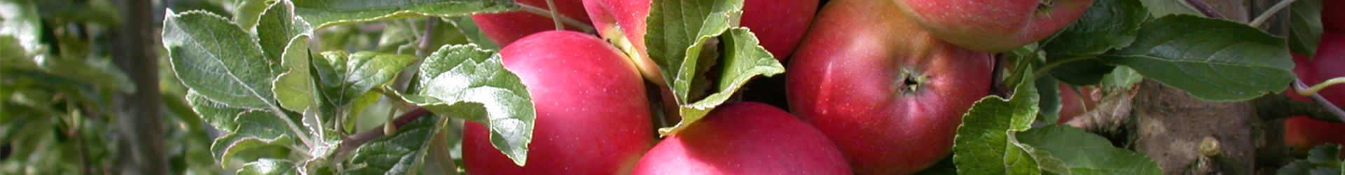 Malus domestica 'Pinova'(s)