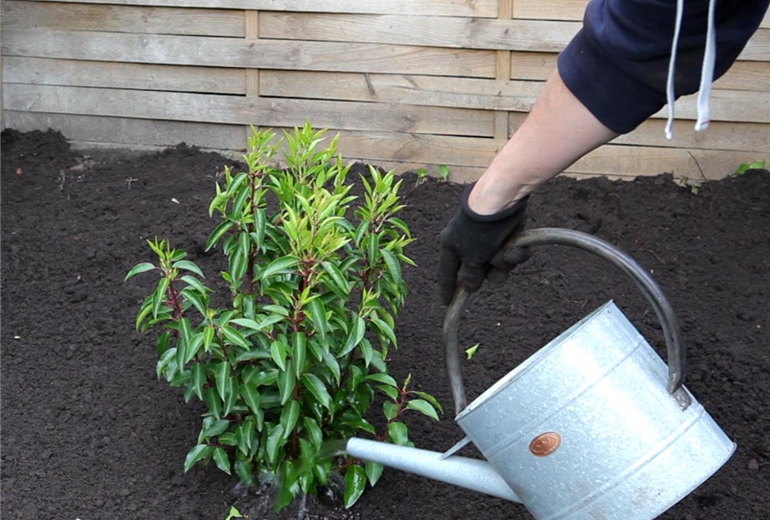 Portugiesischer Kirschlorbeer - Einpflanzen im Garten (5)