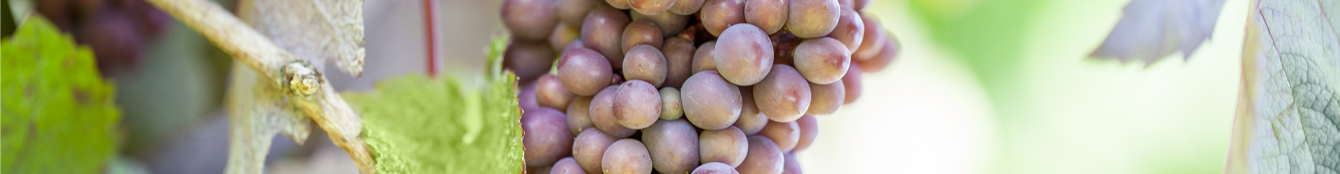 Vitis vinifera 'Purpurascens'