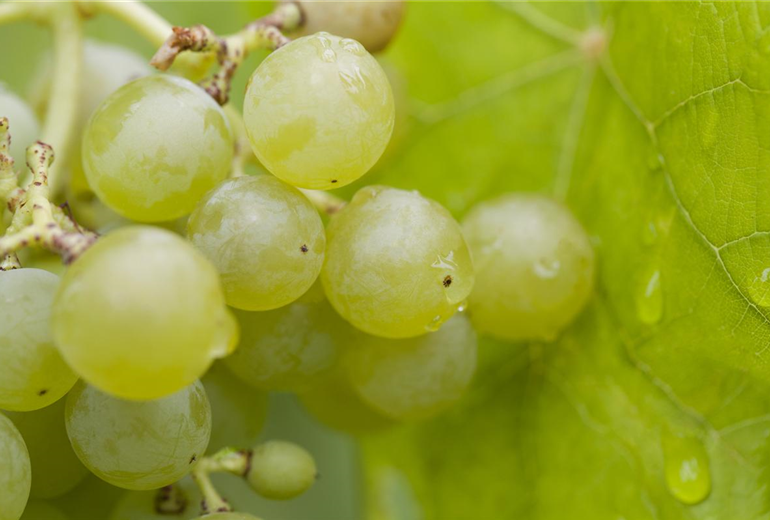 Vitis vinifera 'Romulus'