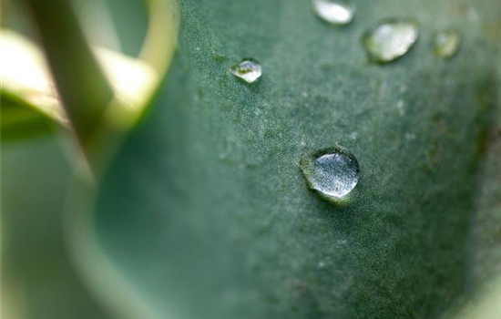 Tröpfchenbewässerung: Pflanzen gießen easy going Tröpfchenbewässerung: Pflanzen gießen easy going