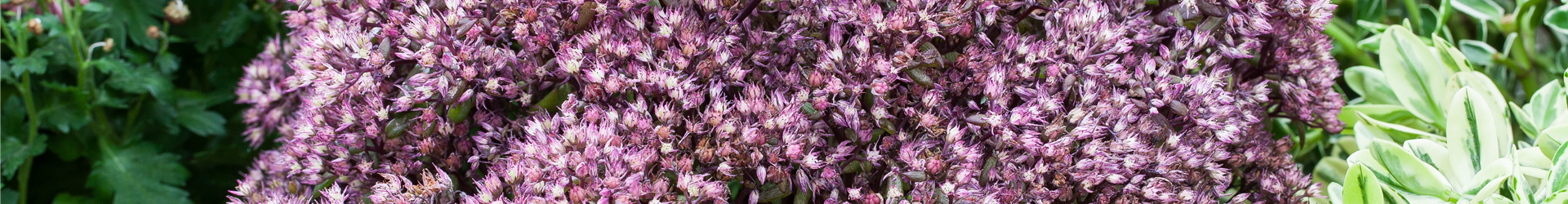 Sedum