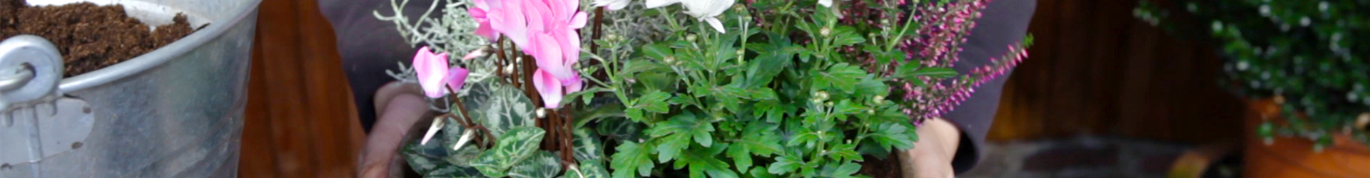 Blumenkübel - Herbstliche Bepflanzung (thumbnail)