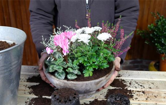 Blumenkübel - Herbstliche Bepflanzung Blumenkübel - Herbstliche Bepflanzung