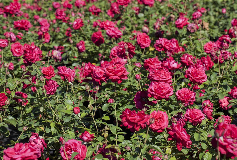 Rosa 'Dame de Coeur'