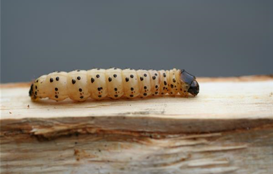 Ökologische Schädlingsabwehr Ökologische Schädlingsabwehr