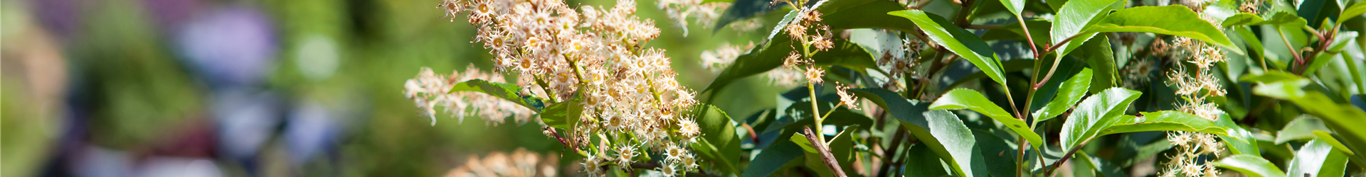 Prunus lusitanica