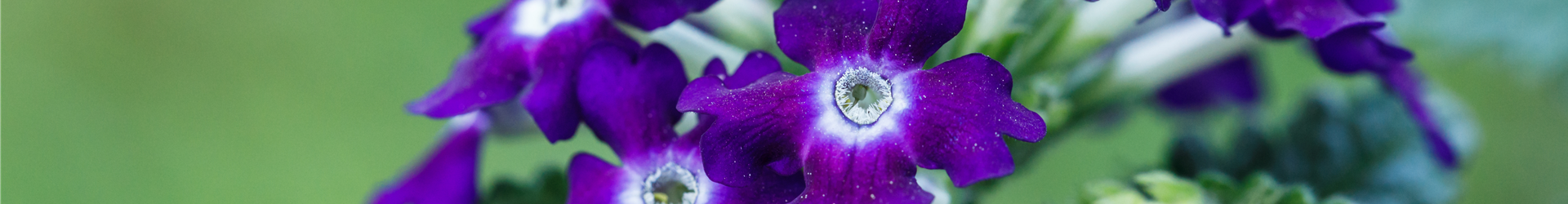 Verbena aufrecht
