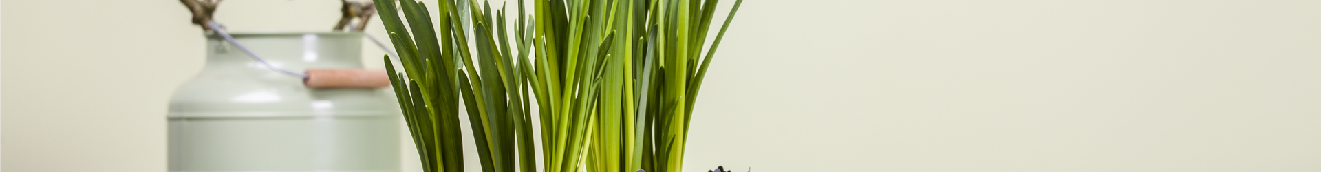 Narcissus, großkronig Narcissus, großkronig