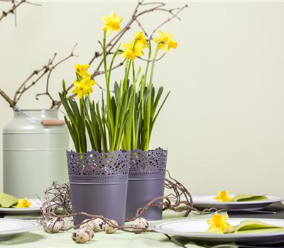 Frühblüher im Haus – Blumenzwiebeln antreiben Frühblüher im Haus – Blumenzwiebeln antreiben