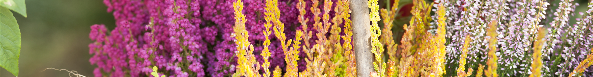Calluna vulgaris Calluna vulgaris