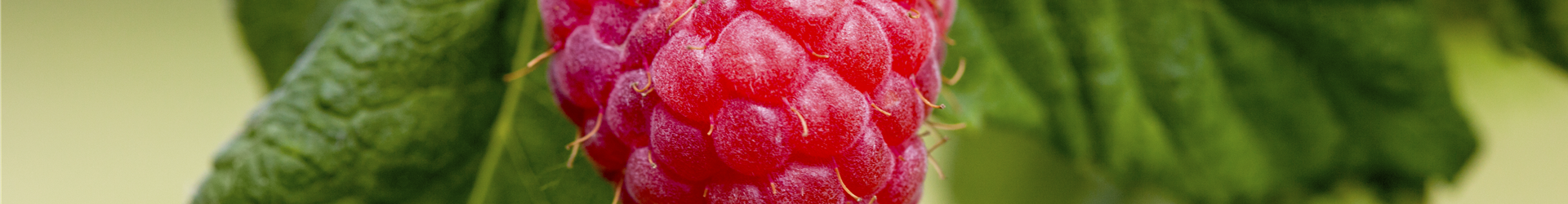 Rubus idaeus & Rubus fruticosus