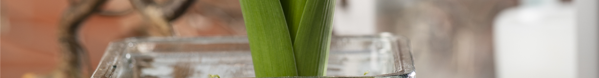 Hyacinthus Hyacinthus