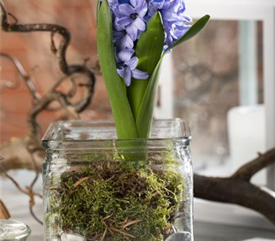 Weihnachtliche Geschenkidee: Blumenzwiebeln im Glas Weihnachtliche Geschenkidee: Blumenzwiebeln im Glas