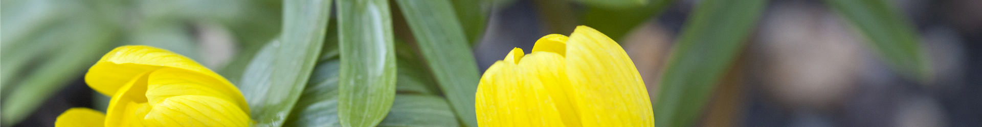 Eranthis hyemalis Eranthis hyemalis