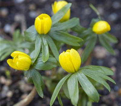 Winterlinge – erste Farbtupfer im winterlichen Garten Winterlinge – erste Farbtupfer im winterlichen Garten