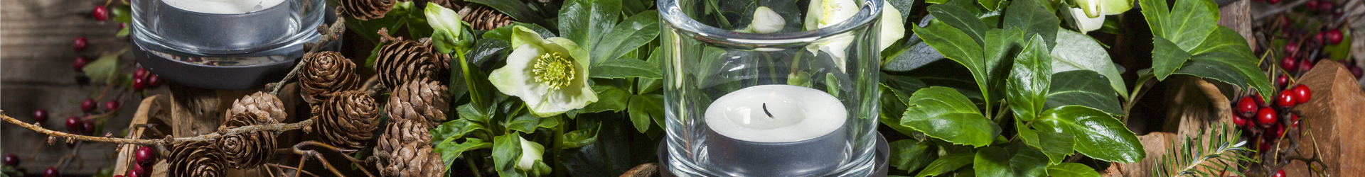 Helleborus niger Helleborus niger