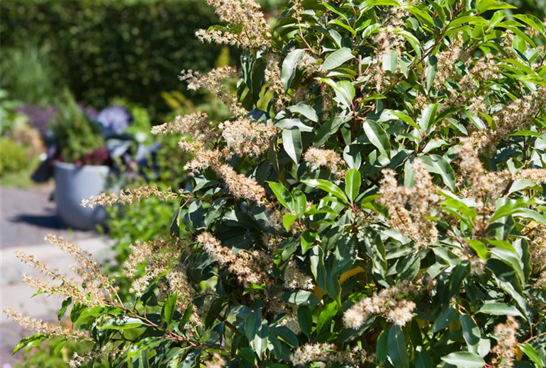 Prunus lusitanica