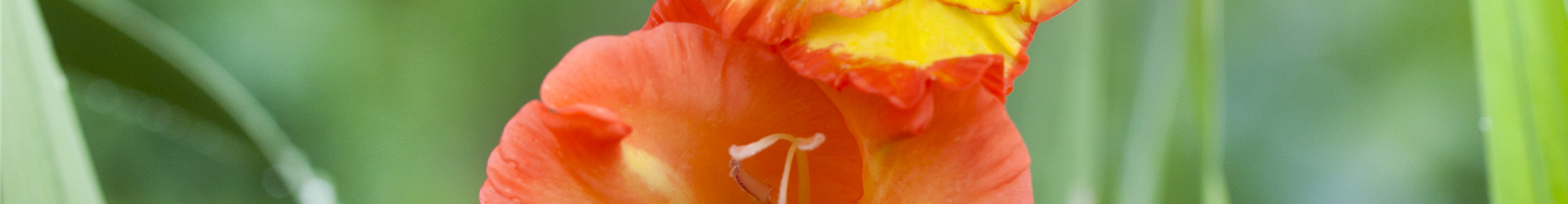 Gladiolus, gelb-rot