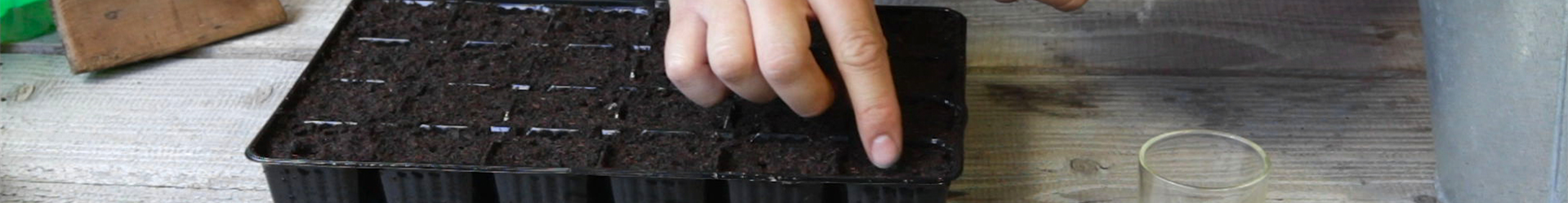 Sonnenblumen - Aussäen von Samen (thumbnail) Sonnenblumen - Aussäen von Samen (thumbnail)