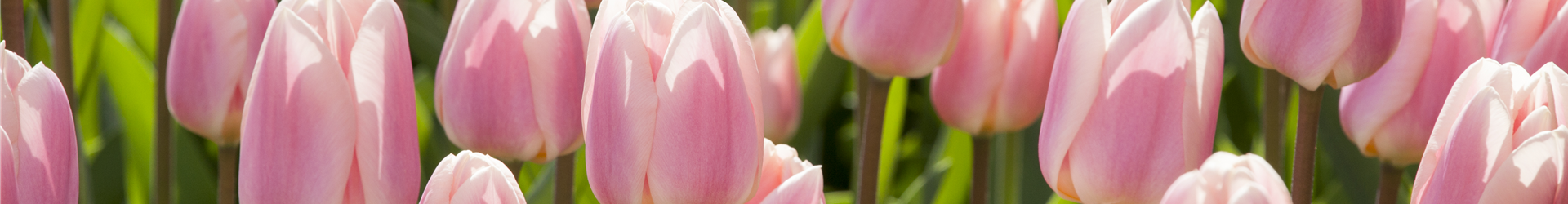 Tulipa Darwin Hybride