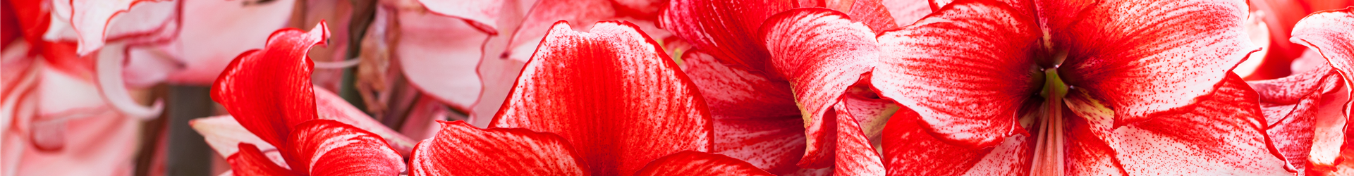 Hippeastrum 'Charisma' Hippeastrum 'Charisma'