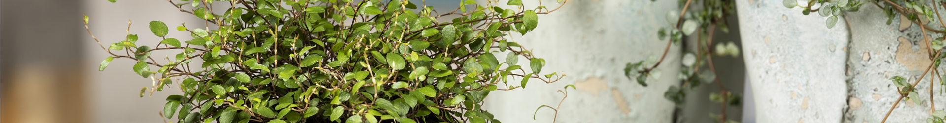 Muehlenbeckia complexa