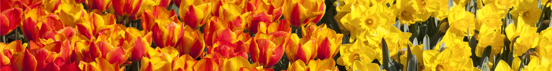 Tulipa