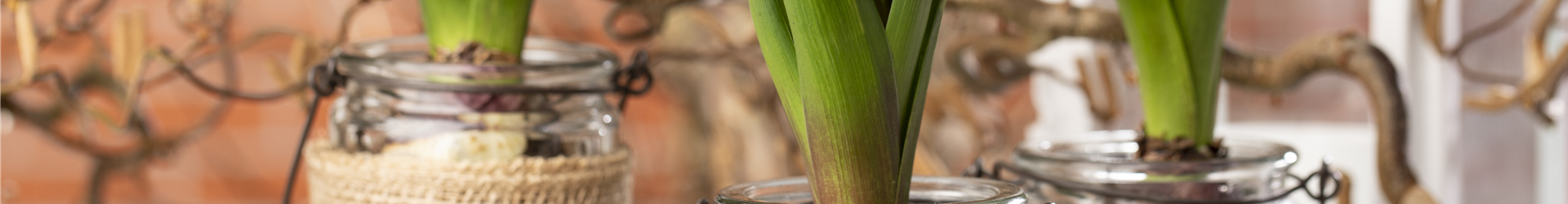 Hyacinthus Hyacinthus