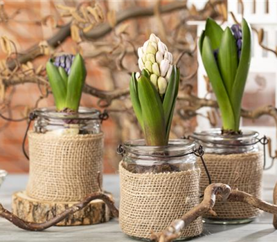 Hyazinthen als Dekoration zu Weihnachten Hyazinthen als Dekoration zu Weihnachten