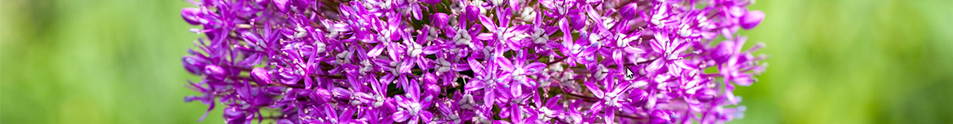 Zierlauch - Einpflanzen im Garten (thumbnail)