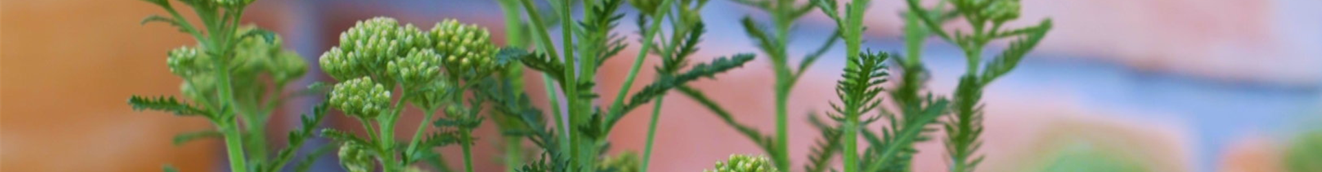 Schafgarbe - Einpflanzen im Garten (thumbnail2) Schafgarbe - Einpflanzen im Garten (thumbnail2)