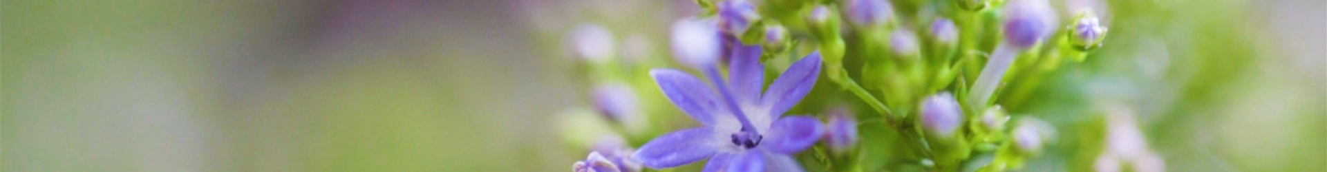 Blaues Halskraut - Einpflanzen im Garten (Thumbnail)