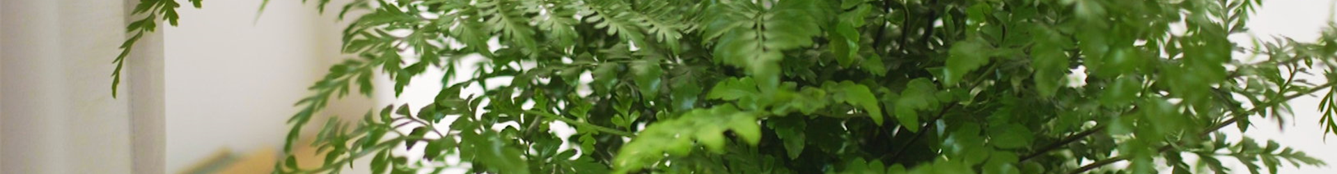 Nestfarn - Einpflanzen in ein Gefäß (thumbnail)