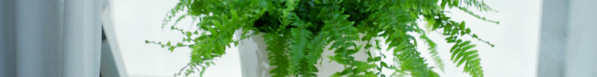 Schwertfarn - Einpflanzen im Garten (thumbnail)