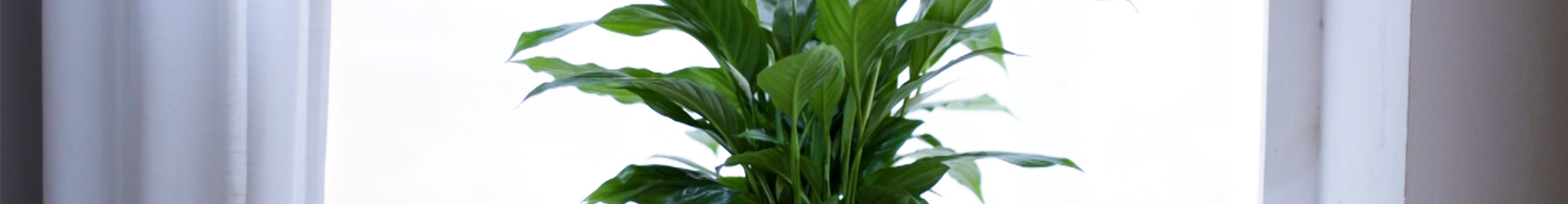 Scheidenblatt - Einpflanzen in ein Gefäß