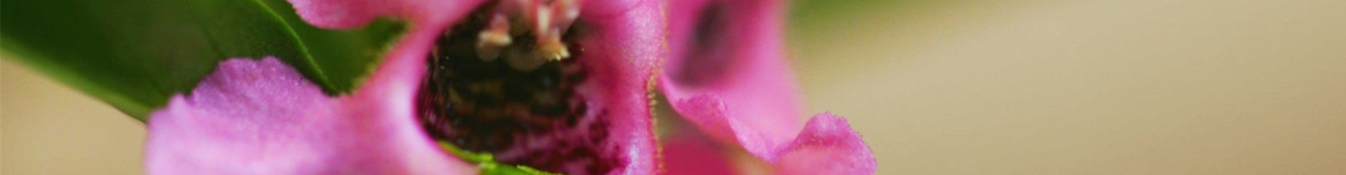 Angelonia - Einplanzen im Garten (thumbnail)