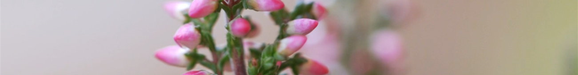 Winterharte Knospenheide - Eipflanzen im Garten (Thumbnail)