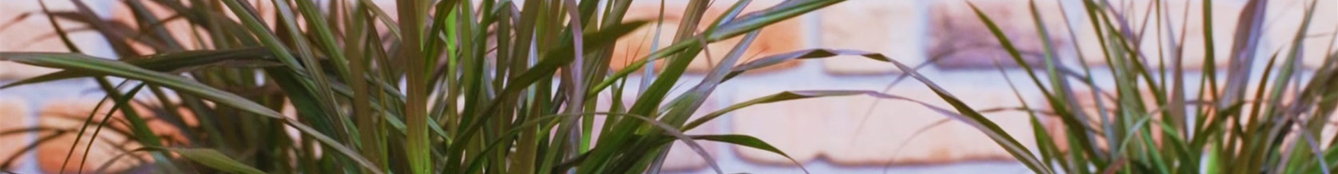 Afrikanisches Lampenputzergras - Einpflanzen im Garten (thumbnail)