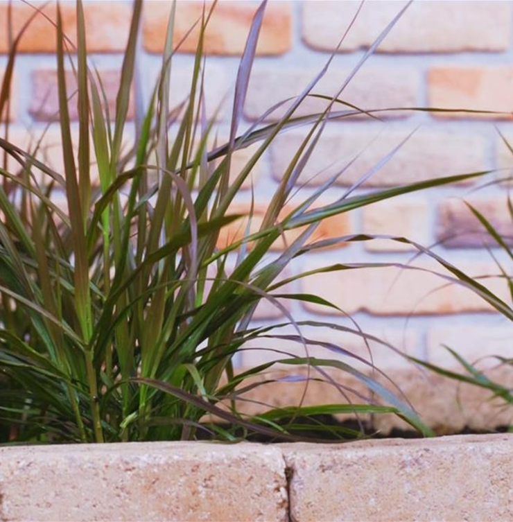 Afrikanisches Lampenputzergras - Einpflanzen im Garten