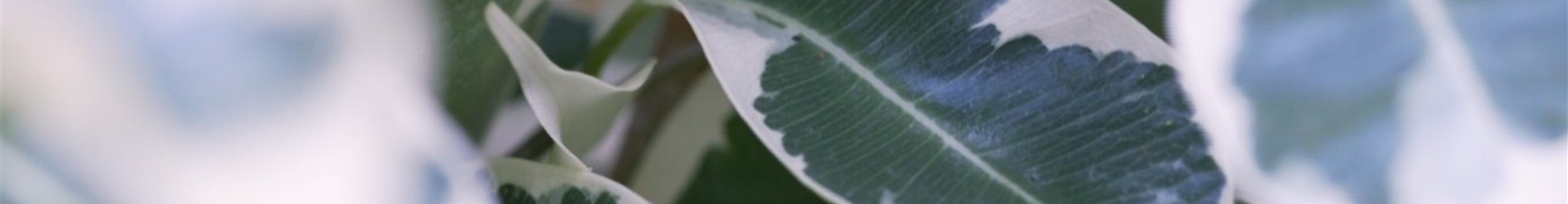 Birkenfeige - Umtopfen (thumbnail)