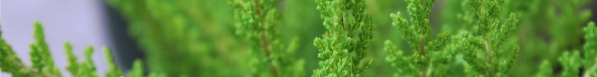 Besenheide - Einpflanzen im Garten (thumbnail)