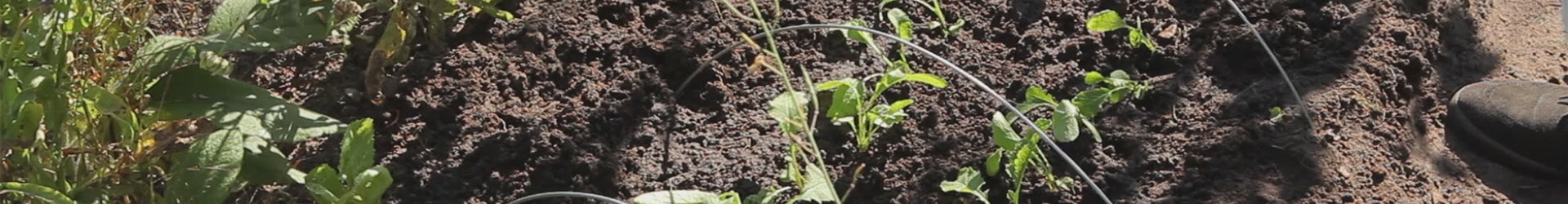 Radieschen - Aussaat und Aufzucht (thumbnail) Radieschen - Aussaat und Aufzucht (thumbnail)