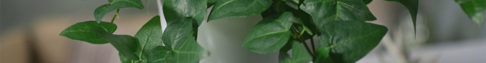 Zimmerpflanzenportrait - Efeu (Thumbnail)