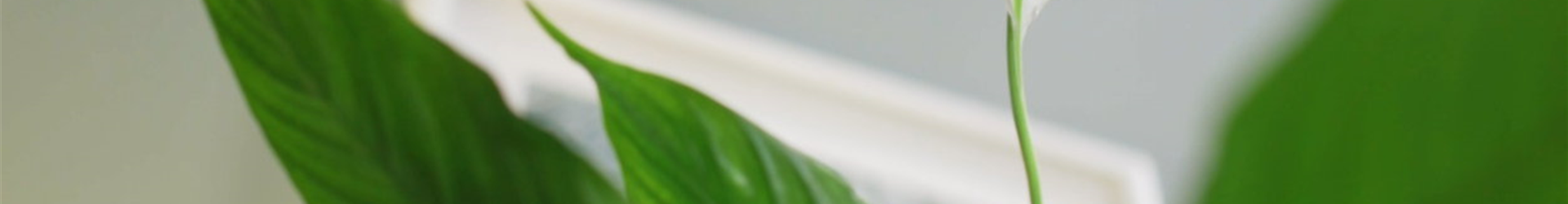 Zimmerpflanzenportrait - Einblatt (Thumbnail)