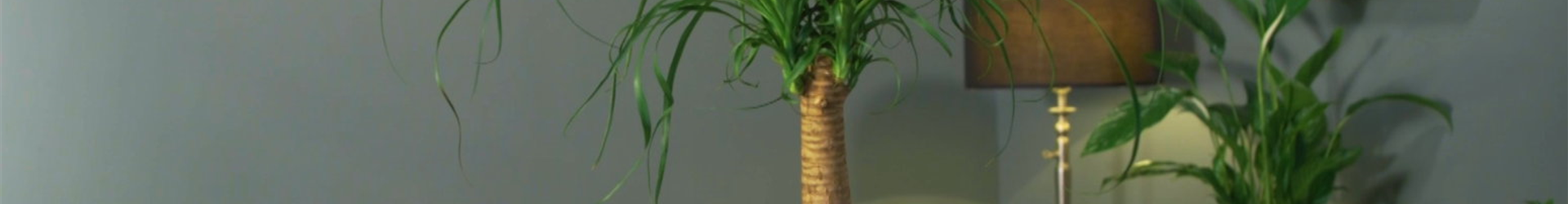 Zimmerpflanzenportrait - Elefantenfuß (Thumbnail)