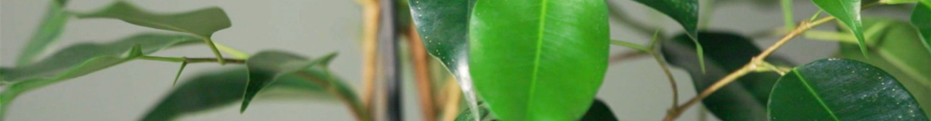 Zimmerpflanzenportrait - Birkenfeige (thumbnail)