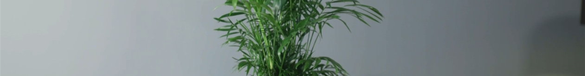 Zimmerpflanzenportrait -Berpalme (Thumbnail)