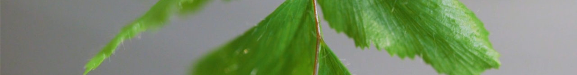 Frauenhaarfarn - Umtopfen (Thumbnail)