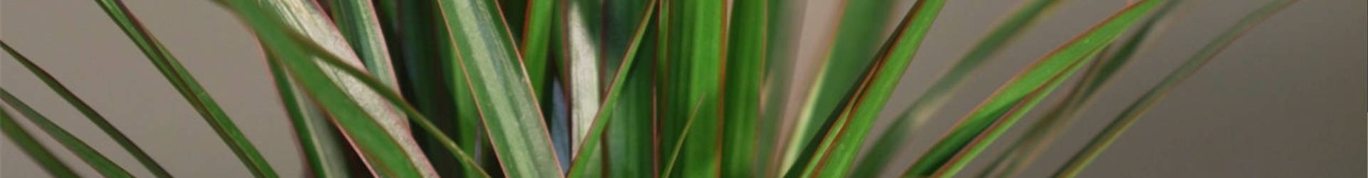 Drachenbaum (thumbnail)